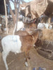 Qurbani
